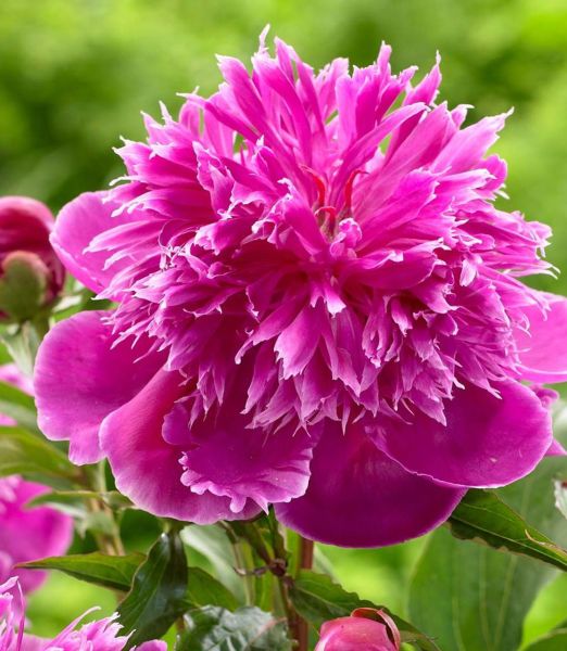 Paeonia 'Purple Spider'
